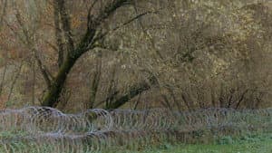Obzornik 670 – Rdeči gozdovi — foto 10