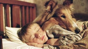 Lassie — foto 7