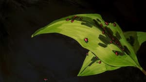 Compost — foto 1