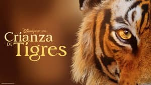 Crianza de tigres — foto 7