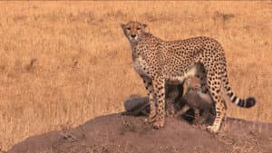3D Safari: Africa — foto 2
