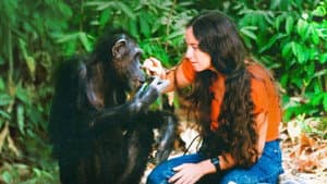 Lucy, el chimpancé humano — foto 2