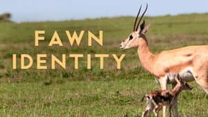 Fawn Identity — foto 1