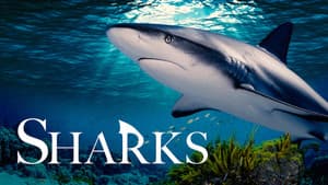 Sharks (in 3D) — foto 2