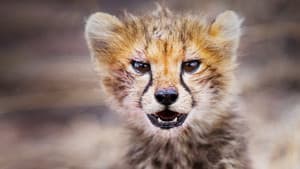 Born in Africa — foto 1