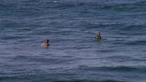 Psychic Migrations — foto 6