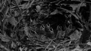 The Nightingale — foto 1