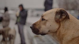 Stray — foto 6