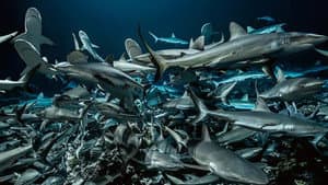 Cinquante nuances de requins — foto 2
