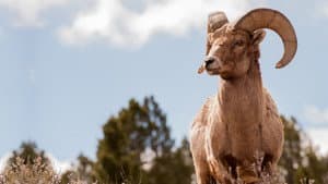 America's Greatest Animals — foto 1