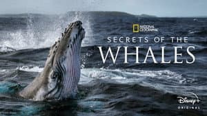 Secretos de las Ballenas — foto 7