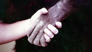 Lucy, el chimpancé humano — foto 7