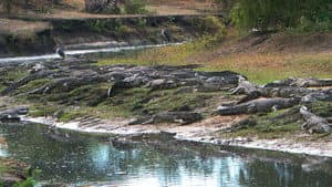 Crocs of Katuma — foto 1