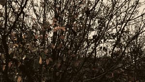 Meshes of an Autumn Afternoon — foto 1