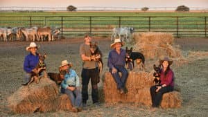 Muster Dogs — foto 5