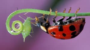 Insect Worlds — foto 1