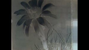 Herbaria — foto 5