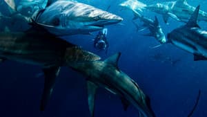 50 Shades of Sharks — foto 4
