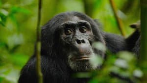 Rise of the Warrior Apes — foto 2