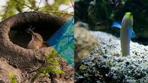 Constructions animales — foto 1