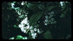 Flores (III) — foto 4