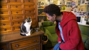 Gatos: Una oda al amor gatuno — foto 9