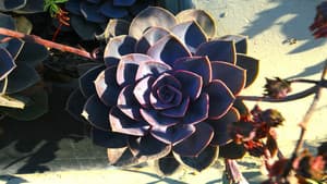 Regeneration — foto 1