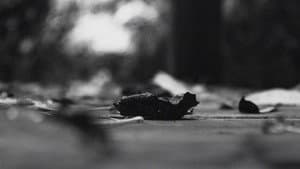 The pulse of everything from where we arose and departed — foto 1