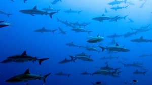 United Sharks of America — foto 1