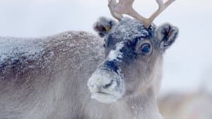 Santa's Wild Home — foto 1