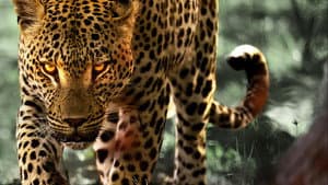 La vida entre leopardos — foto 3