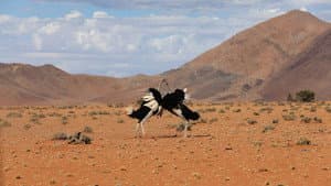 The Mating Game — foto 12