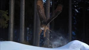 Owl's Odyssey — foto 2