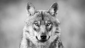 L'Affût aux loups — foto 1