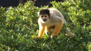 いいZooだね。～岩合光昭の動物園歩き～ — foto 5