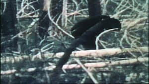 The Legend of Bigfoot — foto 2