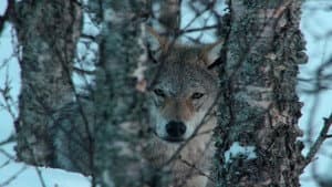 Europe's Great Wilderness — foto 1