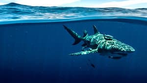 Shark Superpower — foto 5