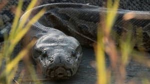 Squeeze: African Python — foto 1
