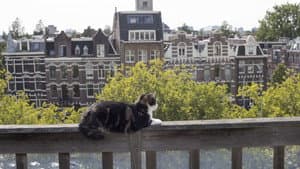 Gatos: Una oda al amor gatuno — foto 6