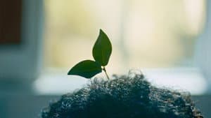 Plantasy — foto 1
