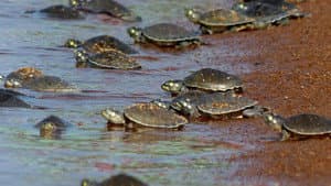 Turtle Hero — foto 1