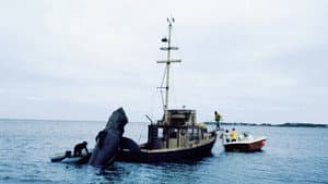 In the Teeth of Jaws — foto 1