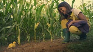 Fiesta
