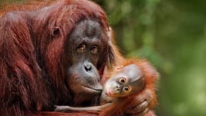 Escape from Extinction — foto 1