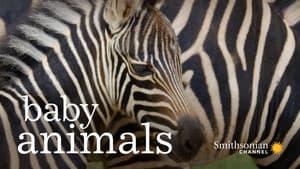 Animales bebé — foto 1