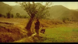 درخت گلابی — foto 6