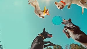 En la mente de un perro — foto 2
