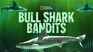 Bull Shark Bandits — foto 9