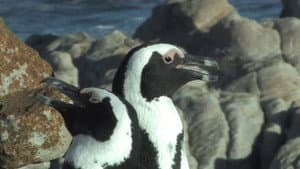The African Penguin — foto 1